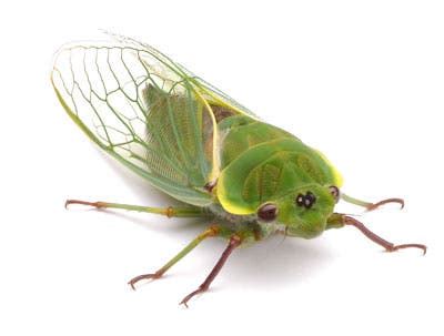 Cicada wing destroys bacteria solely through its physical structure