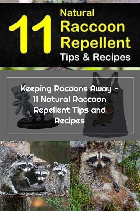 Discover how to make a natural raccoon repellent to keep unwanted ...