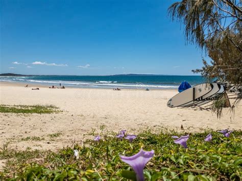 Noosa Heads Main Beach stock photo. Image of flower - 163914314