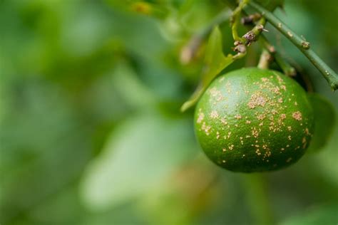 7 Orange Tree Diseases: How to Identify and Treat Them - Minneopa Orchards