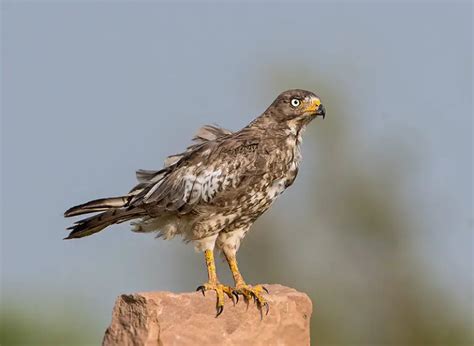 What Birds of Prey can you see in India? (10 Species with Pictures ...