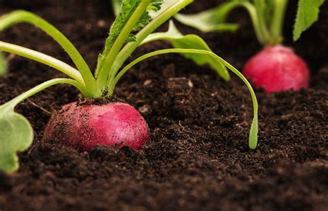 How Long Radishes Grow Before Harvesting » Pro Tips