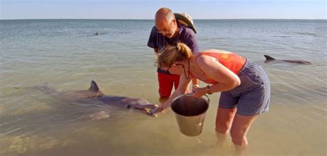 When Dolphin Moms Are Fed by People, Their Babies Suffer | Hakai Magazine