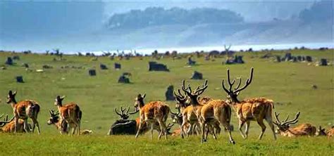 Five Reasons to Visit Jim Corbett National Park