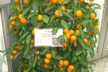 Calamondin facts and health benefits