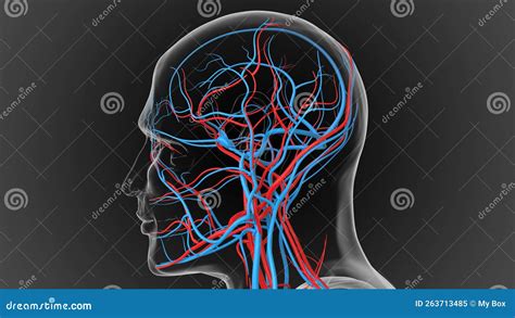 Arteries Carry Oxygenated Blood and Veins Carry Deoxygenated Blood 3D Stock Illustration ...