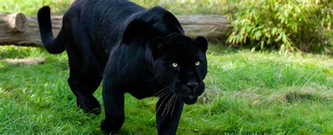 Black Jaguar Symbolism, Jaguar Meaning, Jaguar Totem, Jaguar Dream ...