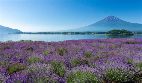 Lake Kawaguchiko/Official Travel Guide Yamanashi