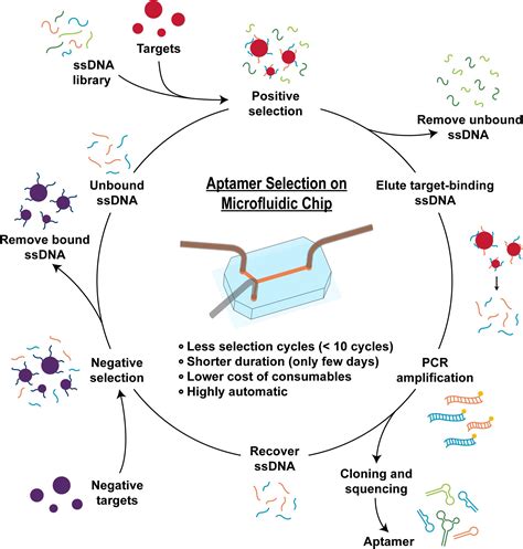 Frontiers | The Application of Microfluidic Technologies in Aptamer Selection