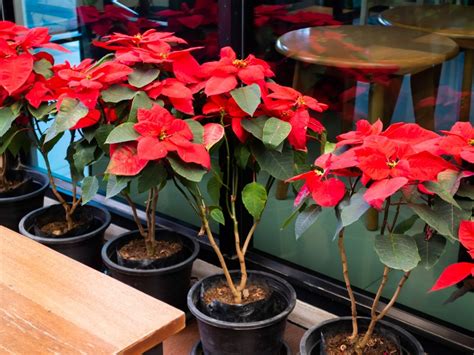 Tips For Growing Poinsettia Topiary Trees This December