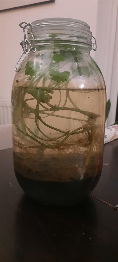 First Ecosphere, have a few concerns! : r/Ecosphere