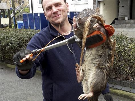 Giant rat found in London: Gas engineer finds rodent 'bigger than small ...