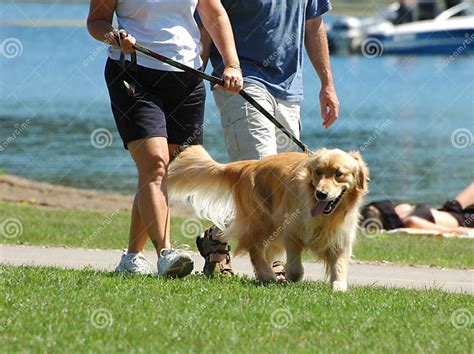 Walking the Dog in the Park Stock Photo - Image of adult, leash: 16058652