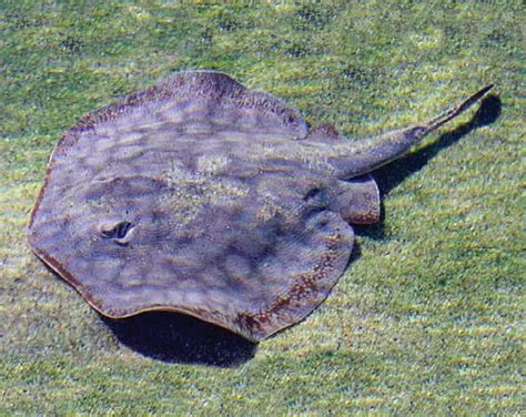 Stingray / 4 839 Stingray Photos And Premium High Res Pictures Getty ...