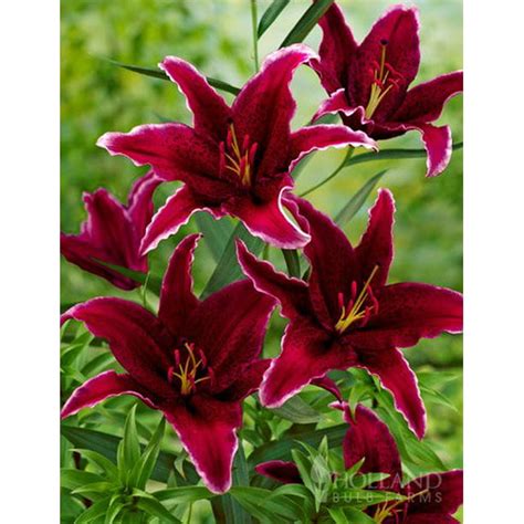 Sumatra Oriental Lily – 3 Bulbs Per Package - Walmart.com - Walmart.com