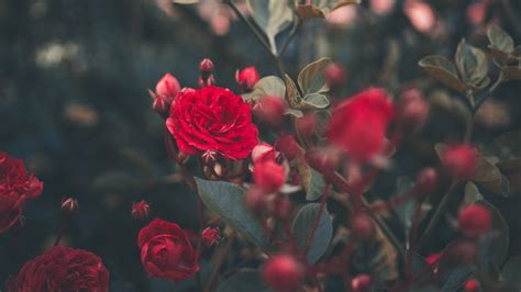 25 Dead Rose Wallpapers - Wallpaperboat