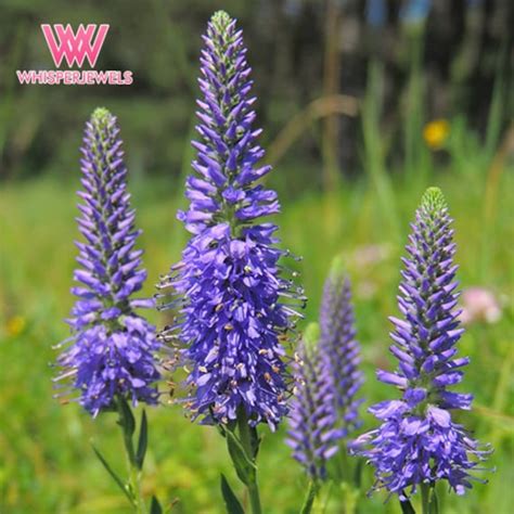 Veronica Spicata Seeds Flower Seeds Seller Seeds Free - Etsy