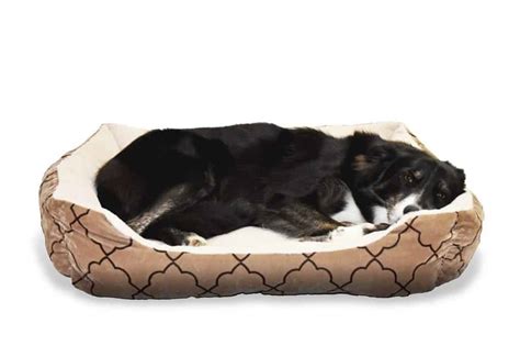 5 Best Waterproof Dog Beds in 2021 | DoggOwner