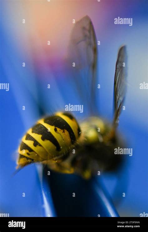 Leipzig, Germany. 26th Oct, 2023. View of the abdomen of a wasp ...