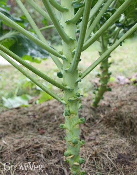 Growing Brussels Sprouts