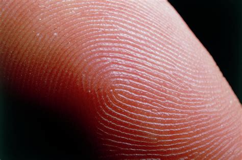 Fingerprint Skin Ridges Photograph by Martin Dohrn/science Photo Library. - Fine Art America