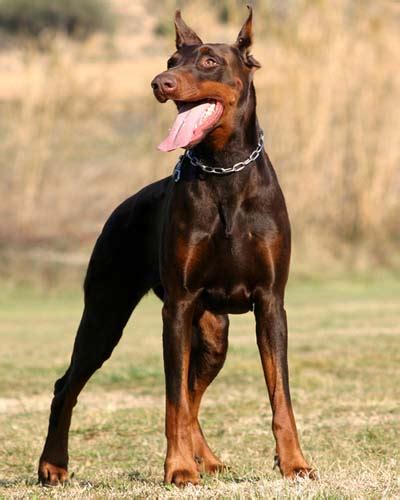 Doberman Pinscher Top Guard Dog ~ The Dog Breeds