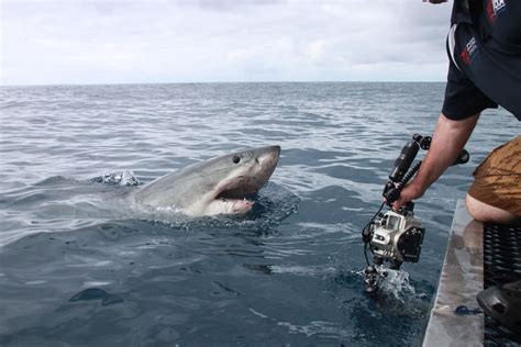 Terrifying shark attack caught up close on camera