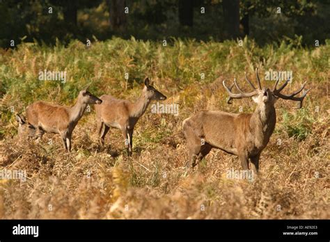 Red deer England UK Stock Photo - Alamy