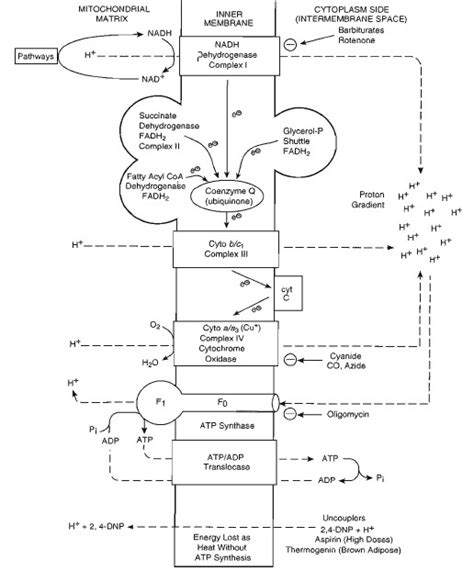 Electron transport chain and Oxidative phosphorylation Animation ...