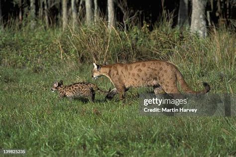 Florida Panther Cub Photos and Premium High Res Pictures - Getty Images