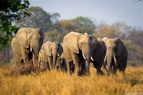 Elephant Herd | Will Burrard-Lucas