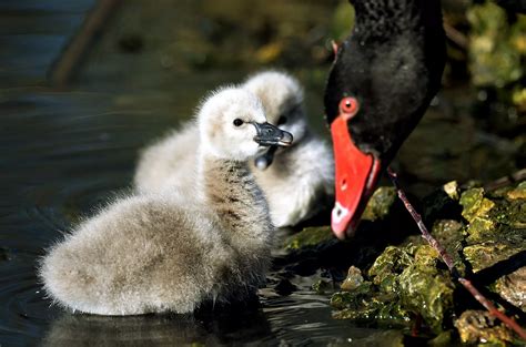 Australian black swan cygnets at the Washington Wetland Centre ...