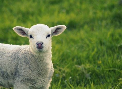 HD wallpaper: lamb, easter, schäfchen, passover, cute, motherly love ...