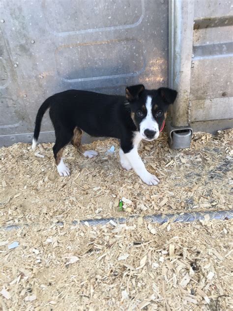 Smooth Collie Puppies Near Me / Puppies Border Collie Fan Club / Why ...