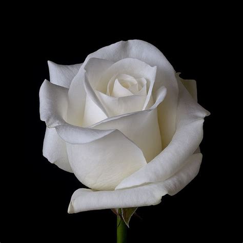 White Rose | Rose flower photos, Beautiful roses, White roses