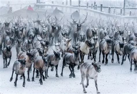 Arctic reindeer in the North Pole are SHRINKING and becoming lighter and it's all because of ...