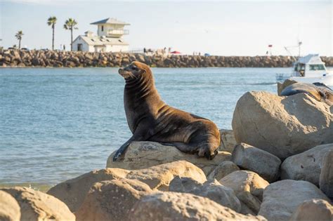 10 Best Beaches in Oxnard, CA | Blog | Ann Howarth | Ann Howarth