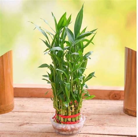 3 Layer Lucky Bamboo Plant in a Bowl with Pebbles | Divinity World