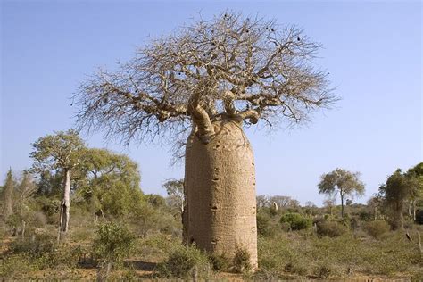 Baobab African Savanna Trees - Pets Lovers