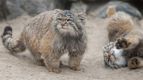 Pallas Cat: Facts About The Elusive Feline