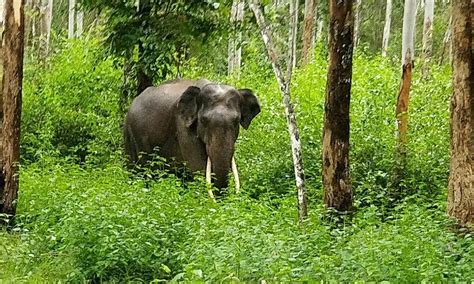 Wayanad Wildlife Sanctuary, Кальпетта: лучшие советы перед посещением - Tripadvisor
