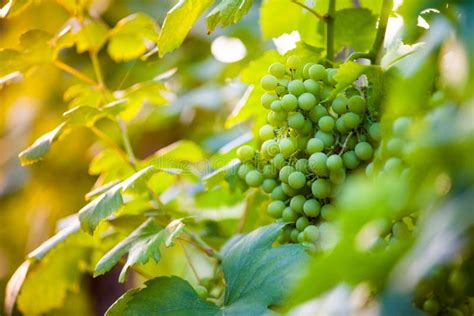 Whites Grapes (Pinot Blanc) in the Vineyard during Sunrise. Stock Photo - Image of grape ...