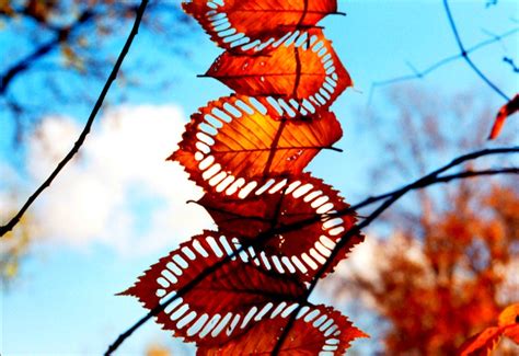 Andy Goldsworthy Leaf Art | Inhabitat - Green Design, Innovation, Architecture, Green Building