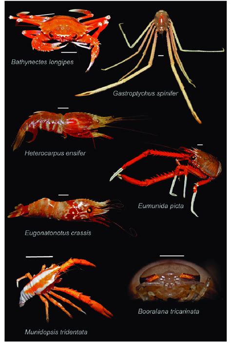 Crustaceans Examples