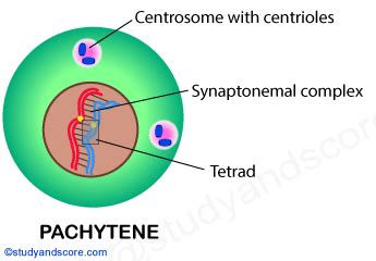 Meiotic cell division: Meiosis I, Meiosis II and significance of meiosis | Study&Score