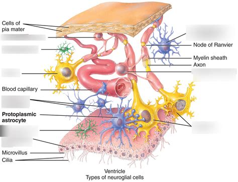 Neuroglial cells Diagram | Quizlet