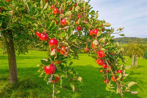 5 Reasons to Buy Your Fruit Trees Online - MowingMagic.com