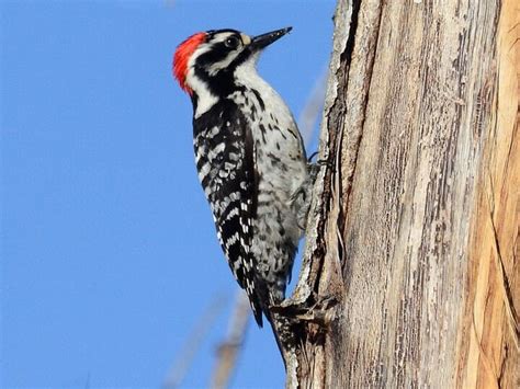 Hairy Woodpecker Vs Downy Woodpecker