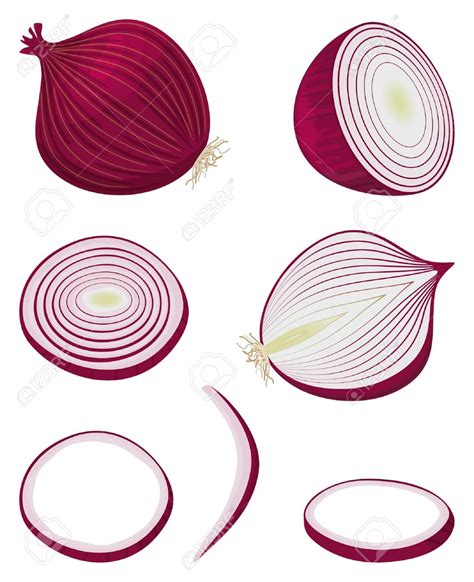 Cut onion clipart - Clipground