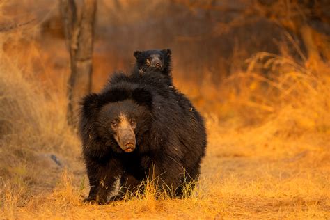 Sloth bear cub piggyback - Francis J Taylor Photography